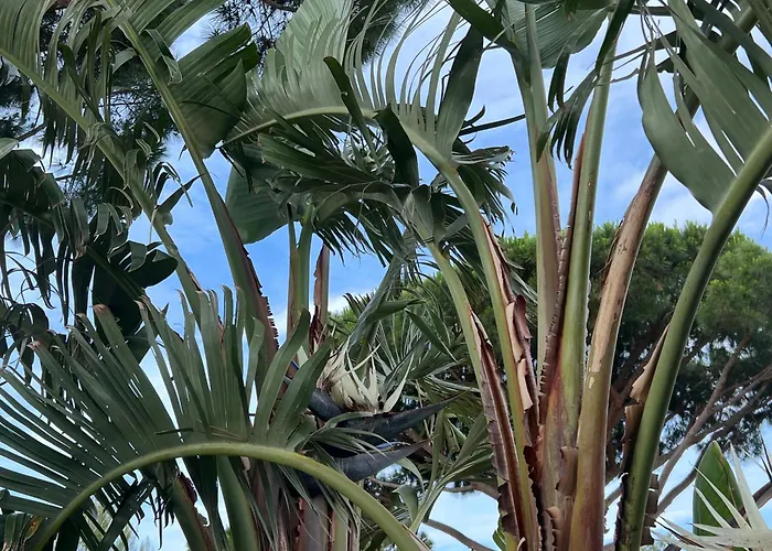 Séjour chez l'habitant Homestay Bormes *